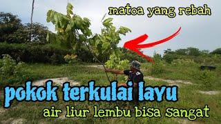 [Episod1233] mampukah dipulihkan? pokok matoa, cempedak selepas dimakan oleh lembu.