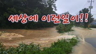 역대급 폭우!! 초대물 우리나라에도 이런 녀석이 삽니다!/Catfish poured out in the heavy rain.