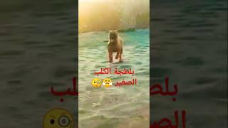 الكلاب الصغيره وفرض السيطرة