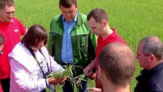 Фунгицид Аканто® Плюс – профессиональная защита сельскохозяйственных культур.