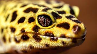 Leopard Gecko Facts: Do You KNOW the LEOPARD GECKO? 