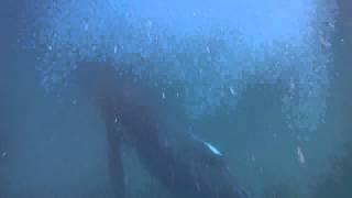 Humpback Whales   Zanzibar HD Maxwel Hohn