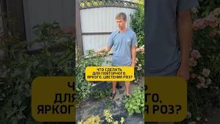 Универсальная подкормка - паста Аминогумус Wb 37725130Ozon  300207182