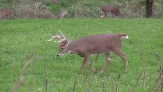 CRUSH Seeds of Science The Perfect 10 Deer Food Plot