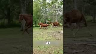 Новичок на ферме, которого не принимали  #животные #милыеживотные