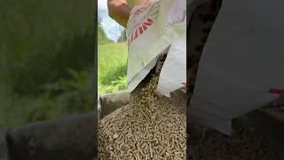 Deer feed ! Herd health, deer management. #deer #deermanagement