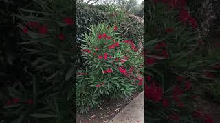 Pink and red oleanders! #flower #pinkflowers