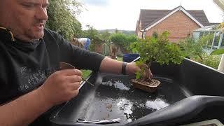 Ligustrum and European Larch Bonsai Repot Day 2