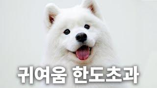 털 빠짐도 한도초과! 사모예드 우유가 왔어요 | 견종백과 사모예드편