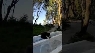 #cat #animals #cute #travel #catlover
