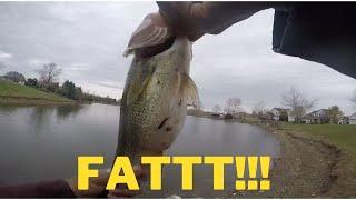 Fat Bass And Seeing WeirdBeardFishin!!!!!