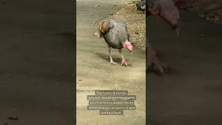 Turkey Bird | wild vibes with animation | AI | Arjun Singh