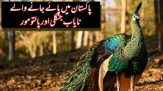 Wild Peafowls in Pakistan | Different Indian Blue Peacock Mutations | Wildlife of Pakistan