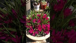 Rhodohypoxis “twinkle stars magenta”