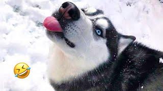 FUNNIEST Huskies | Normal dogs vs Huskies | 10 Minutes Best Videos | Part 30