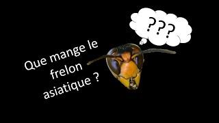 L'alimentation mystérieuse du frelon asiatique