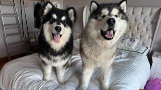 Stubborn talking Malamutes Refuse To Get Off Bed! They're So Cheeky!!