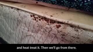 This is What a Bed Bug Infestation Looks Like