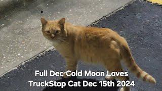 Loves TruckStop Cat December Full Cold Moon #feral #pets #animals #truckstop #crow