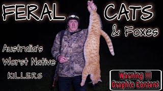 FERAL CATS || AUSTRALIA'S WORST NATIVE KILLERS