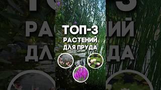 Топ-3 самых красивых растений для пруда