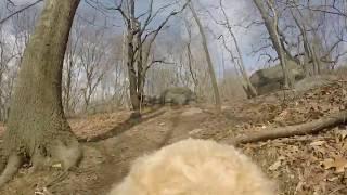 Turnip the Wonder Dog @ Van Cortlandt Park