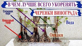  Какой субстрат лучше выбрать для укоренения черенков винограда. Агроперлит, кокос, торф или вода?