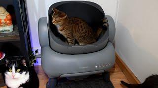 Neakasa M1 Self-Cleaning Litter Box - Unboxing & Review