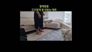 할매말 안듣는 배추  #강아지 #동물농장강아지 #반려견 #집사 #하얀강아지