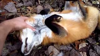 The funniest and most humorous Fox videos ever! Funny Fox compilation