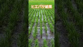 除草剤ヒエクリーンバサグランの効果を確認。