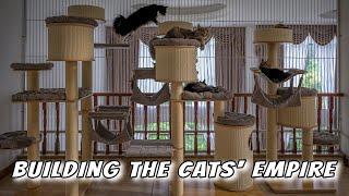Building the cats' empire | With 20 Maine Coon cats.