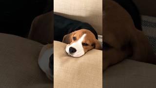 Фарадэй младший️#beagle #бигль #фарадэймладший #щенокбигля #beaglepuppy #фарадэйджуниор