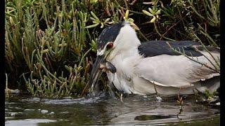 Cormorants, Black Crowned Night Heron, and other herons