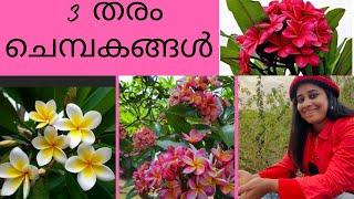 3 തരം  ഇഴ ചെമ്പക മരങ്ങൾ / 3 type  plumeria