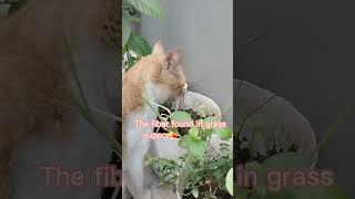 Cat attracted to grass #shorts #pets #cat #1kcreator