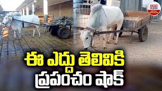 INTELLIGENT OX : ఈ ఎద్దు తెలివికి ప్రపంచం షాక్‌ | ABN Digital Exclusives