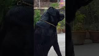 black labrador video