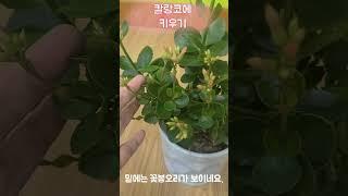 칼랑코에 키우기 1분꿀팁