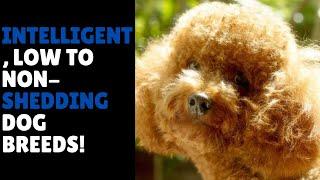 6 of the Most Intelligent, Low to Non Shedding Dog Breeds