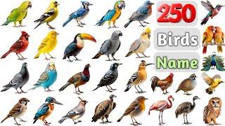 Birds Vocabulary ll 250 Birds Name In English With Pictures ll All Birds Name In English