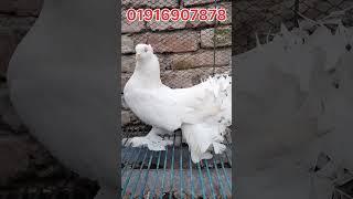 সাদা লক্ষা নর কবুতর বিক্রি হবে। সাদা লক্ষা কবুতর। লক্ষা কবুতর।