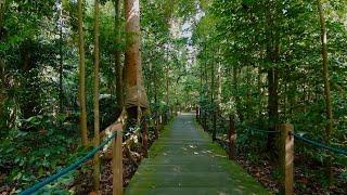 Hiking in Singapore - Singapore Botanic Gardens