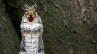 Sneaky Squirrels Steal Acorns | Spy In The Wild | BBC Earth