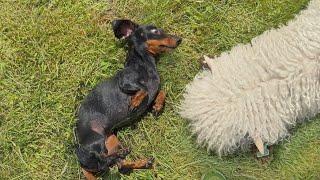The first day in our new home with Dachshunds, Bengal Cat & Sheep.