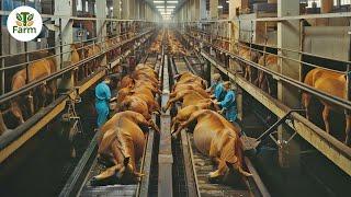How American Farmers Earn $10 Billions From Horse Farms | Processing Factory