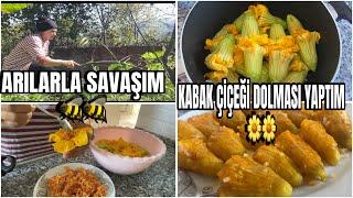 ARILARLA SAVAŞ  | KABAK ÇİÇEĞİ DOLMASI YAPTIM  🫑