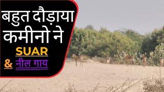 नील गाय और सूअरों का झुण्ड देखो कहा रहता है | Jeetu Choudhary