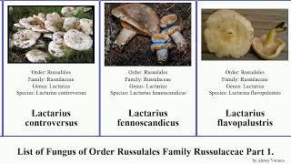 List of Fungus of Order Russulales Family Russulaceae Part 1. lactarius cap milk grass bloody Fuse