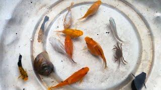 Thao Cady went to the field to catch goldfish, caught snails, crabs, goldfish. Part-150
